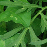 草むらのバッタの写真